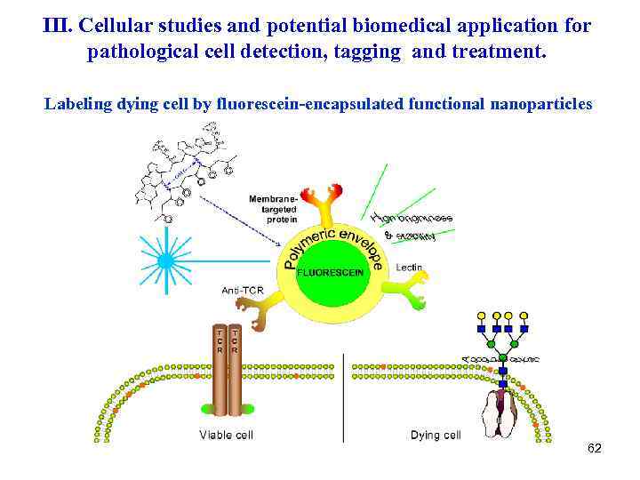 III. Cellular studies and potential biomedical application for pathological cell detection, tagging and treatment.