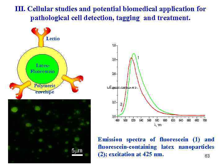 III. Cellular studies and potential biomedical application for pathological cell detection, tagging and treatment.