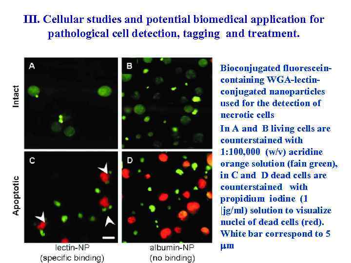 III. Cellular studies and potential biomedical application for pathological cell detection, tagging and treatment.