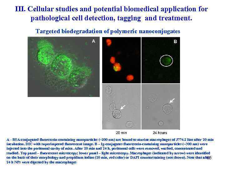 III. Cellular studies and potential biomedical application for pathological cell detection, tagging and treatment.