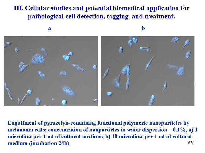 III. Cellular studies and potential biomedical application for pathological cell detection, tagging and treatment.