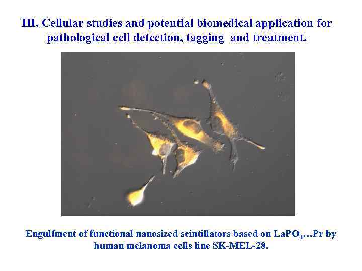 III. Cellular studies and potential biomedical application for pathological cell detection, tagging and treatment.