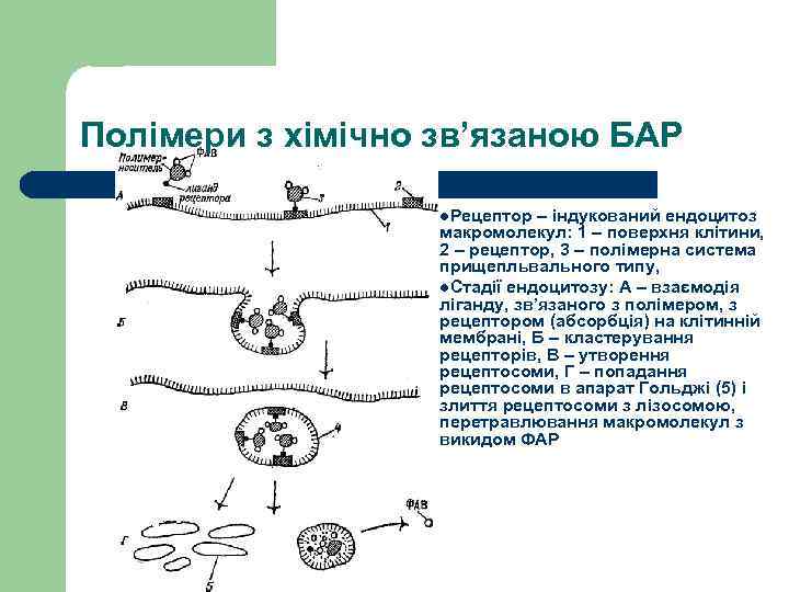 Полімери з хімічно зв’язаною БАР l. Рецептор – індукований ендоцитоз макромолекул: 1 – поверхня