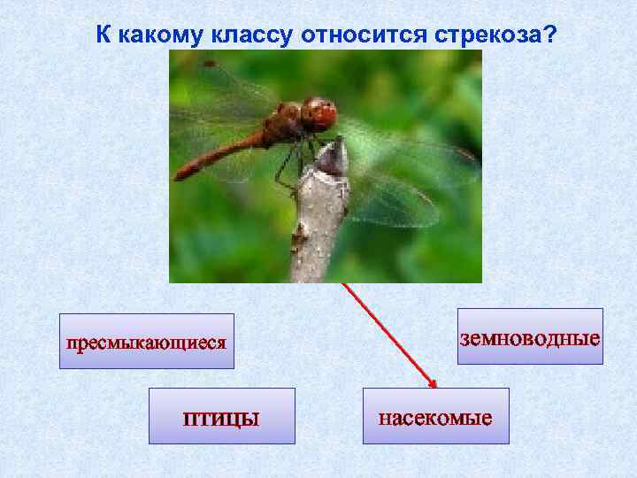 К какому классу относится стрекоза? пресмыкающиеся птицы земноводные насекомые 