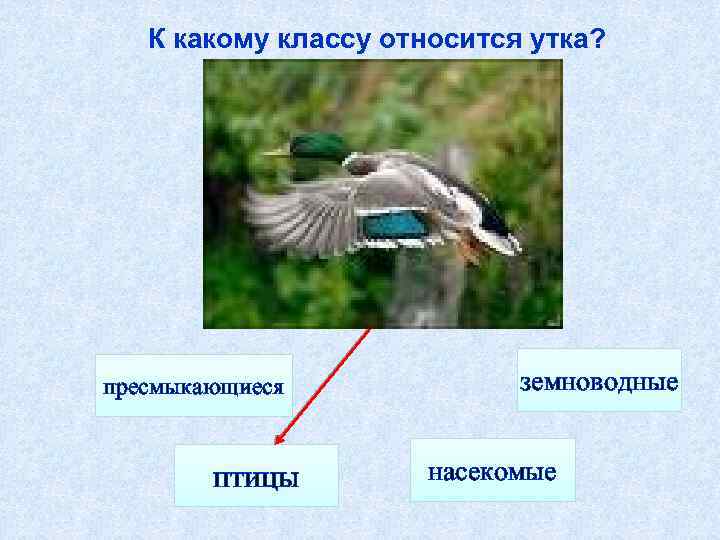 К какому классу относится утка? пресмыкающиеся птицы земноводные насекомые 