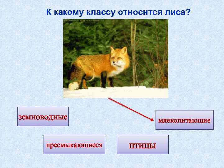 К какому классу относится лиса? земноводные пресмыкающиеся млекопитающие птицы 