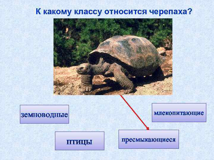 К какому классу относится черепаха? земноводные птицы млекопитающие пресмыкающиеся 