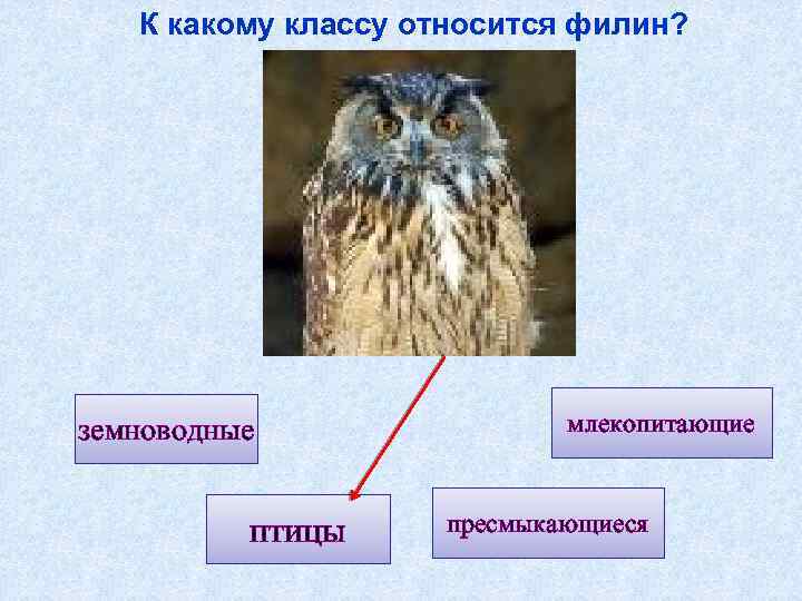 К какому классу относится филин? земноводные птицы млекопитающие пресмыкающиеся 