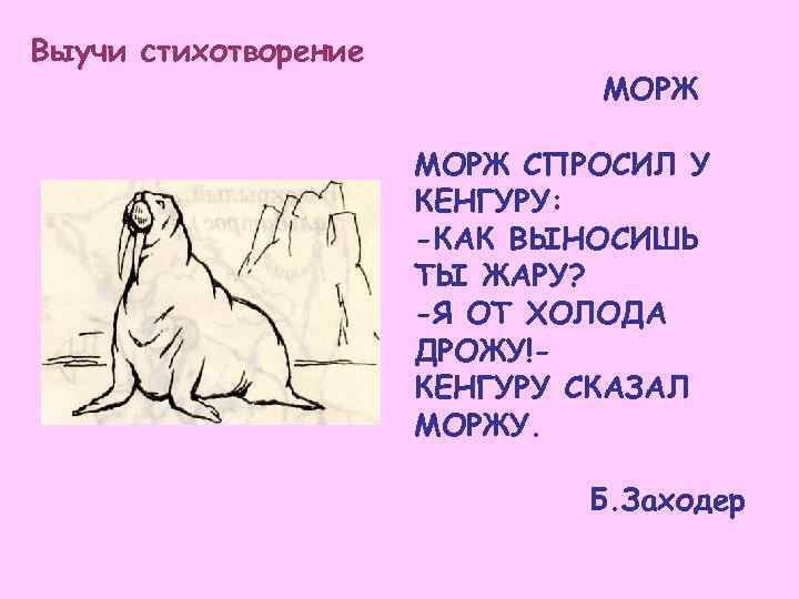 Выучи стихотворение МОРЖ СПРОСИЛ У КЕНГУРУ: -КАК ВЫНОСИШЬ ТЫ ЖАРУ? -Я ОТ ХОЛОДА ДРОЖУ!КЕНГУРУ