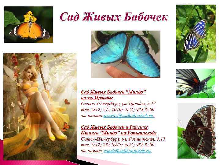 Сад Живых Бабочек "Миндо" на ул. Правды: Санкт-Петербург, ул. Правды, д. 12 тел. (812)