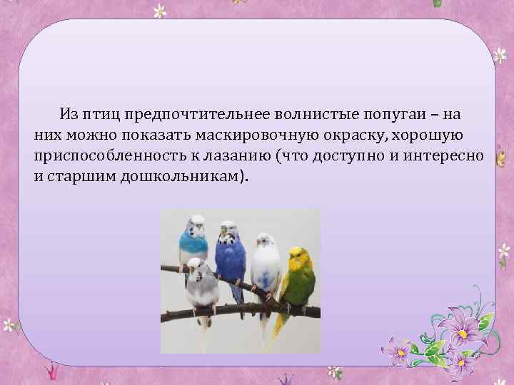 Из птиц предпочтительнее волнистые попугаи – на них можно показать маскировочную окраску, хорошую приспособленность