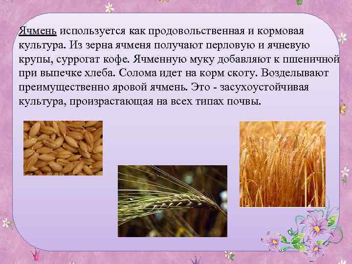 Ячмень относится. Доклад про ячмень. Сообщение о ячмене. Ячмень рассказ. Ячмень группа организмов.