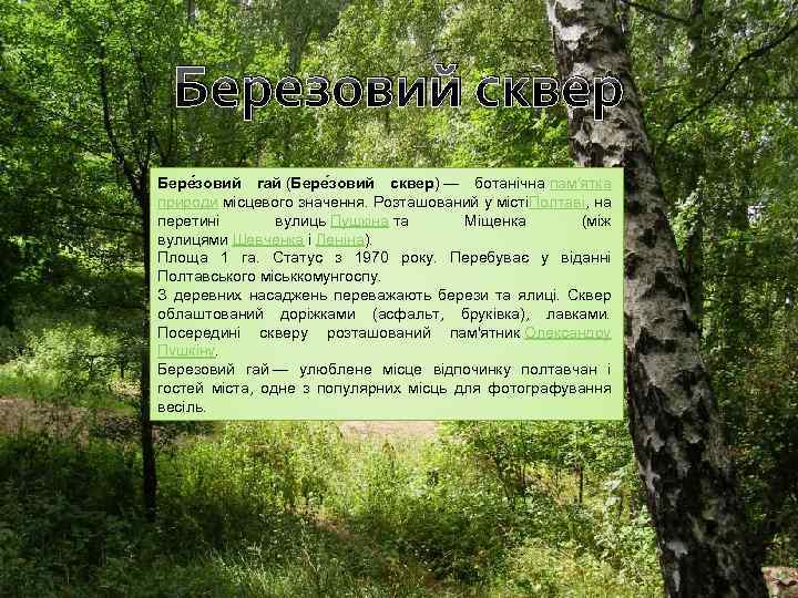 Березовий сквер Бере зовий гай (Бере зовий сквер) — ботанічна пам'ятка природи місцевого значення.