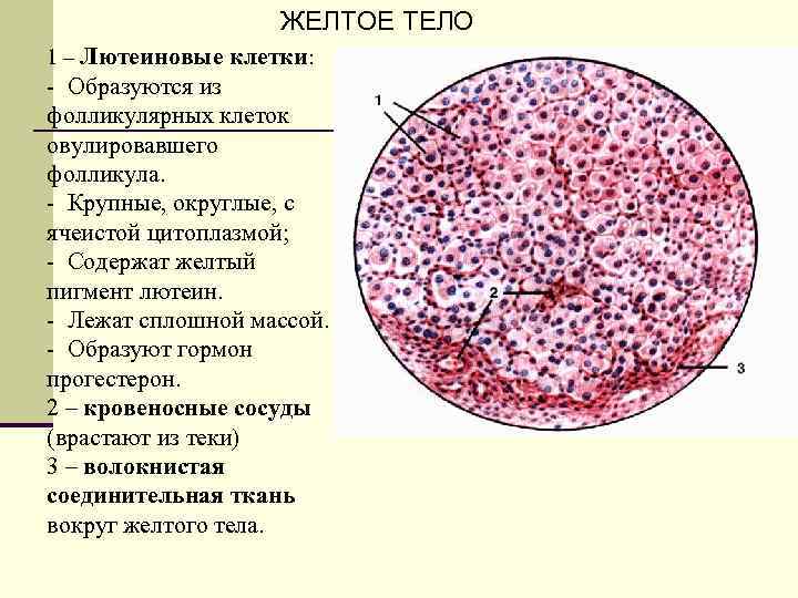 ЖЕЛТОЕ ТЕЛО 1 – Лютеиновые клетки: - Образуются из фолликулярных клеток овулировавшего фолликула. -