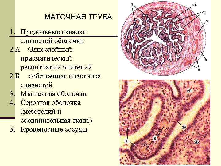 МАТОЧНАЯ ТРУБА 1. Продольные складки слизистой оболочки 2. А Однослойный призматический реснитчатый эпителий 2.