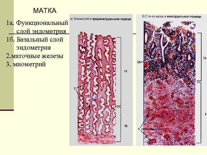 МАТКА 1 а. Функциональный слой эндометрия 1 б. Базальный слой эндометрия 2. маточные железы