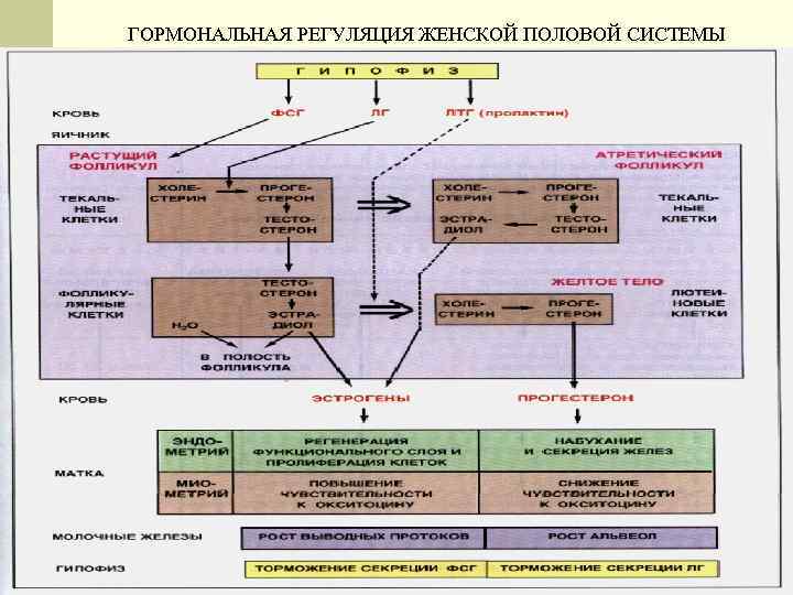 ГОРМОНАЛЬНАЯ РЕГУЛЯЦИЯ ЖЕНСКОЙ ПОЛОВОЙ СИСТЕМЫ 