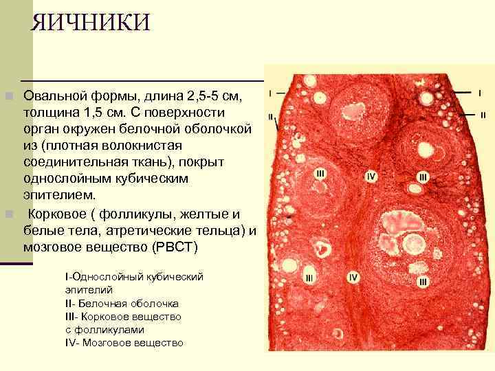 ЯИЧНИКИ n Овальной формы, длина 2, 5 -5 см, толщина 1, 5 см. С