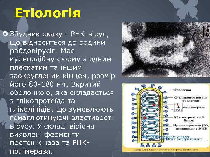 Етіологія Збудник сказу - РНК-вірус, що відноситься до родини рабдовірусів. Має кулеподібну форму з