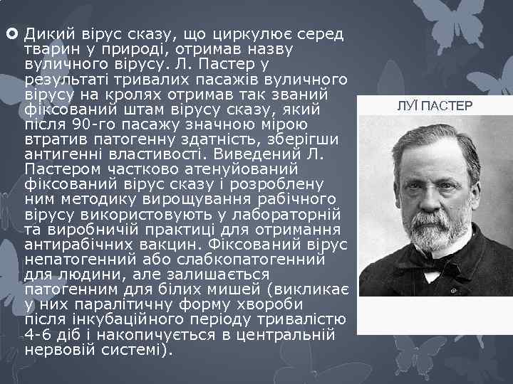  Дикий вірус сказу, що циркулює серед тварин у природі, отримав назву вуличного вірусу.