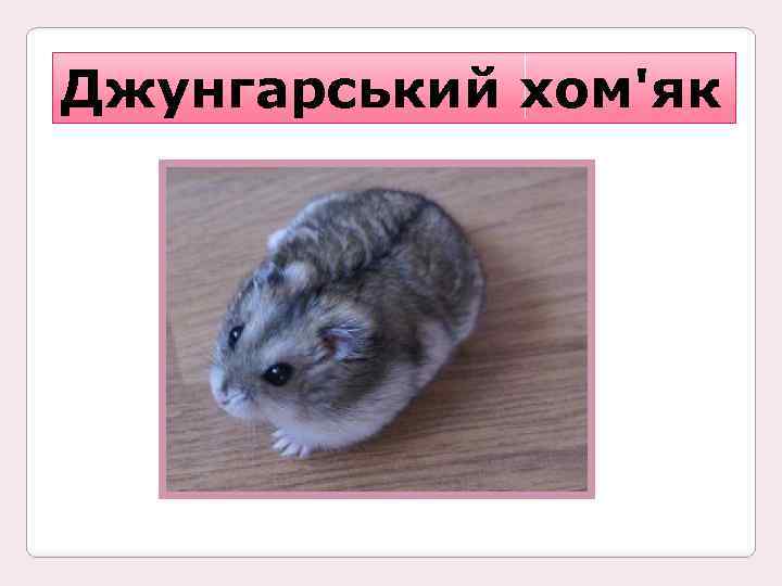 Джунгарський хом'як 