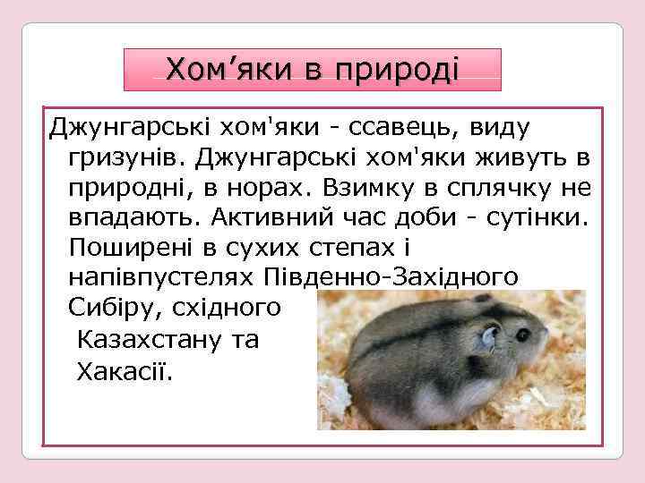 Хом’яки в природі Джунгарські хом'яки - ссавець, виду гризунів. Джунгарські хом'яки живуть в природні,