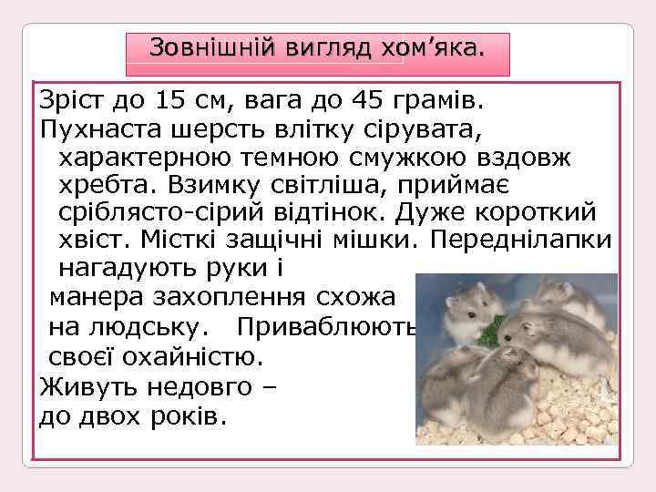 Зовнішній вигляд хом’яка. Зріст до 15 см, вага до 45 грамів. Пухнаста шерсть влітку