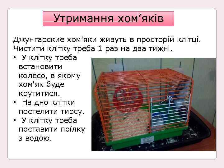 Утримання хом’яків Джунгарские хом'яки живуть в просторій клітці. Чистити клітку треба 1 раз на