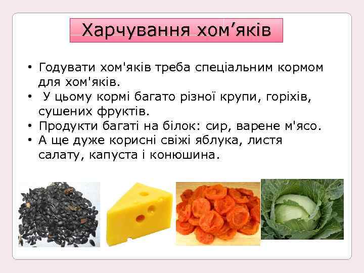 Харчування хом’яків • Годувати хом'яків треба спеціальним кормом для хом'яків. • У цьому кормі