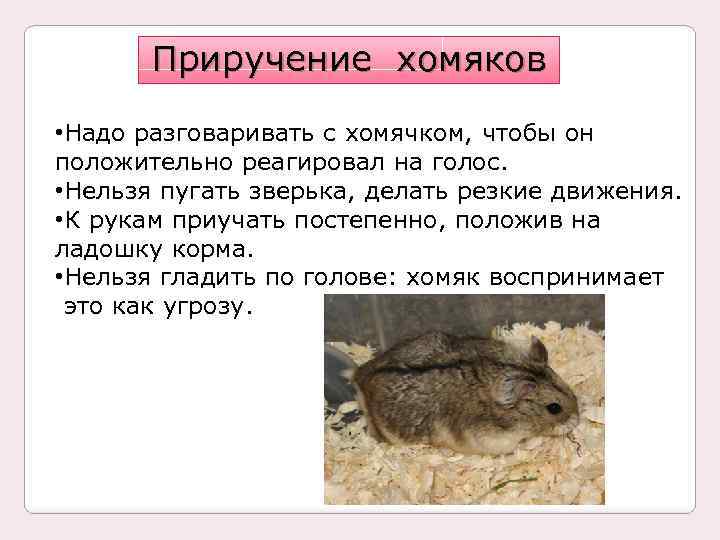 Приручение хомяков • Надо разговаривать с хомячком, чтобы он положительно реагировал на голос. •