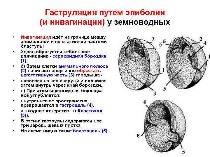 Гаструляция путем эпиболии (и инвагинации) у земноводных • • • Инвагинация идёт на границе