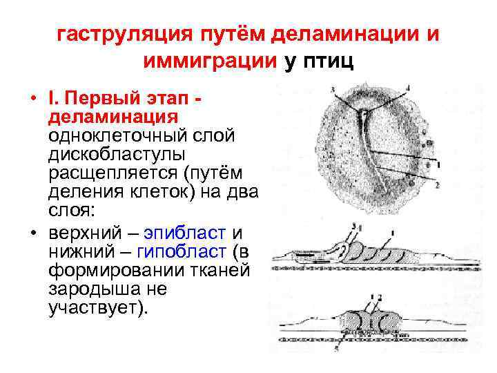 гаструляция путём деламинации и иммиграции у птиц • I. Первый этап - деламинация одноклеточный