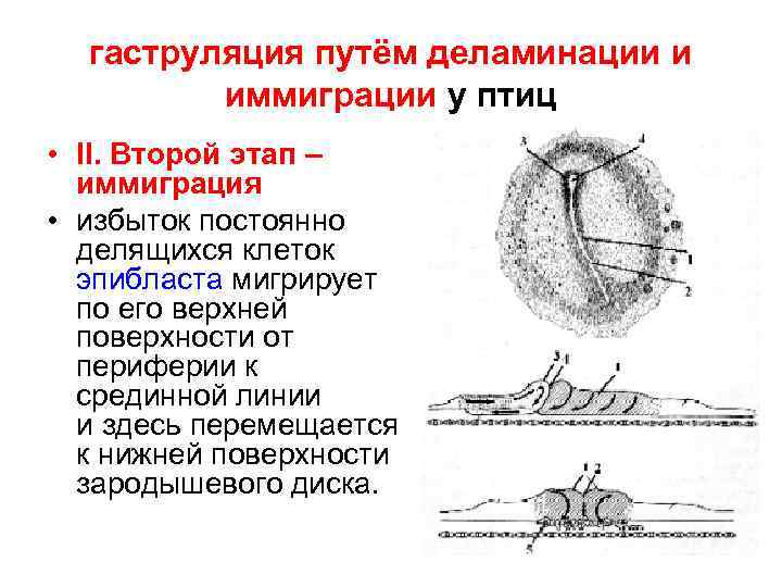 гаструляция путём деламинации и иммиграции у птиц • II. Второй этап – иммиграция •