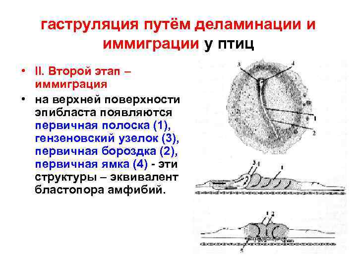 гаструляция путём деламинации и иммиграции у птиц • II. Второй этап – иммиграция •