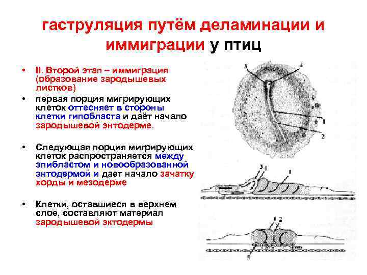 Гаструляция иммиграция рисунок