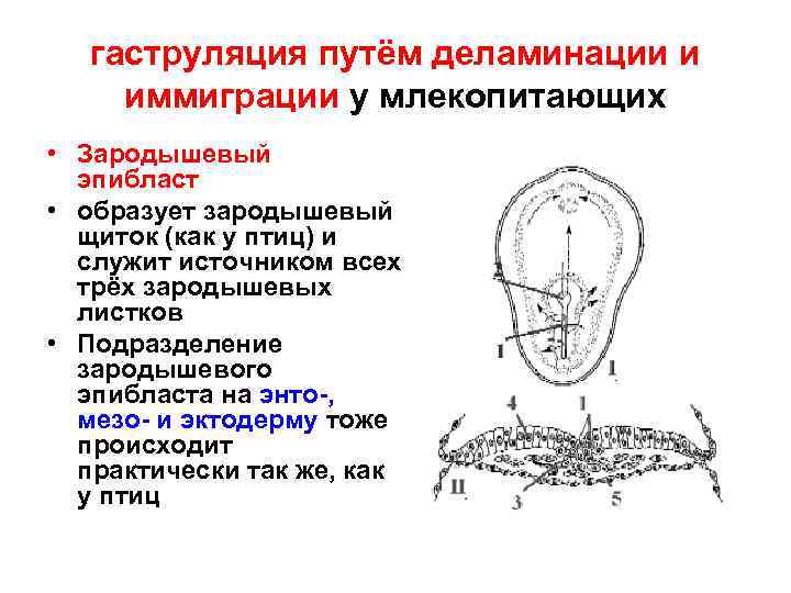 Путь воздуха при выдохе у млекопитающих схема