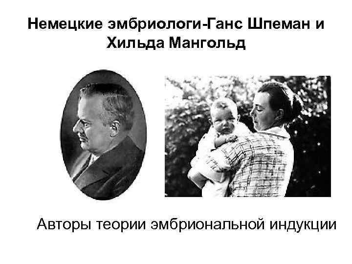 Немецкие эмбриологи-Ганс Шпеман и Хильда Мангольд Авторы теории эмбриональной индукции 