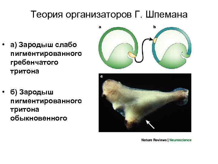 Теория организаторов Г. Шпемана • а) Зародыш слабо пигментированного гребенчатого тритона • б) Зародыш