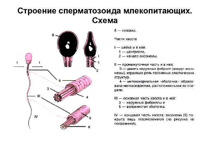 Моторный онтогенез обучение