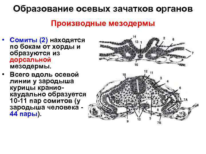 Образование осевых зачатков органов Производные мезодермы • Сомиты (2) находятся по бокам от хорды