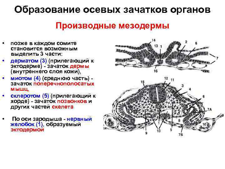 Образование осевых зачатков органов Производные мезодермы • • • позже в каждом сомите становится