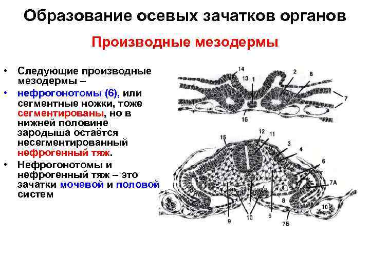 Образование осевых зачатков органов Производные мезодермы • Следующие производные мезодермы – • нефрогонотомы (6),