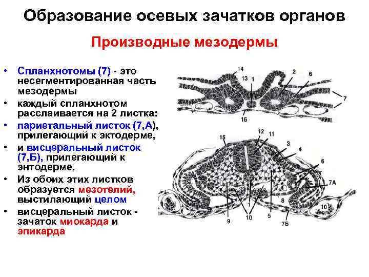 Образование осевых зачатков органов Производные мезодермы • Спланхнотомы (7) - это несегментированная часть мезодермы