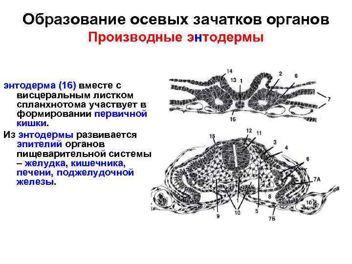 Образование осевых зачатков органов Производные энтодермы энтодерма (16) вместе с висцеральным листком спланхнотома участвует