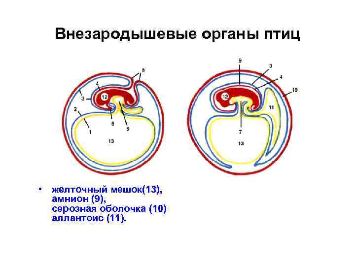 Внезародышевые органы птиц • желточный мешок(13), амнион (9), серозная оболочка (10) аллантоис (11). 