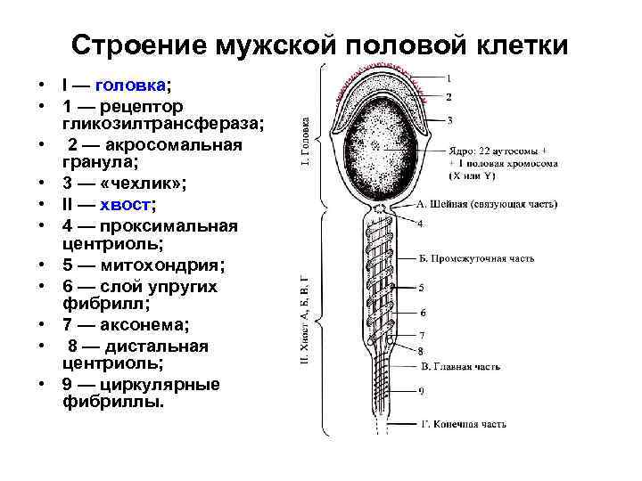Строение мужской половой клетки • I — головка; • 1 — рецептор гликозилтрансфераза; •