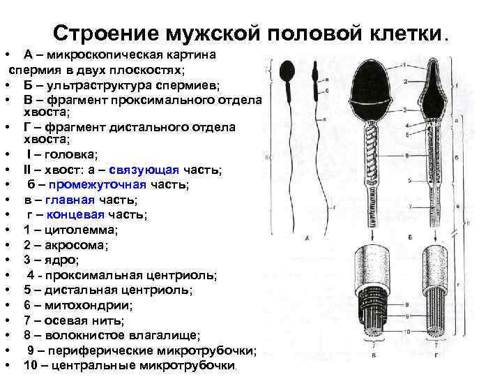 Строение мужской половой клетки. • А – микроскопическая картина спермия в двух плоскостях; •