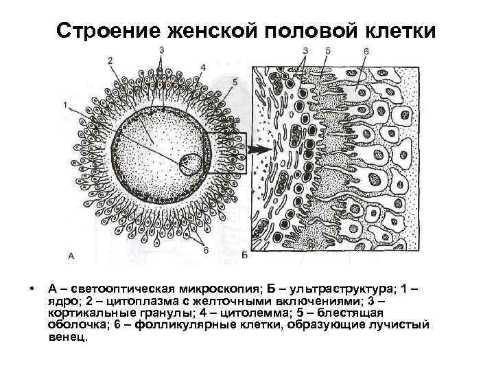 Строение женской половой системы рисунок