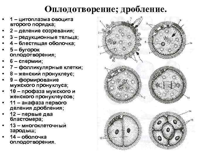 Чем отличается дробление от деления