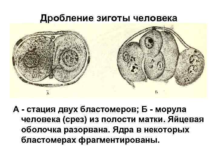 В результате дробления зиготы. Зигота человека. Ядро зиготы. Оболочка зиготы. Фрагментация бластомеров.